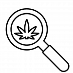 Medical Marijuana in Magnifying glass - Research icon