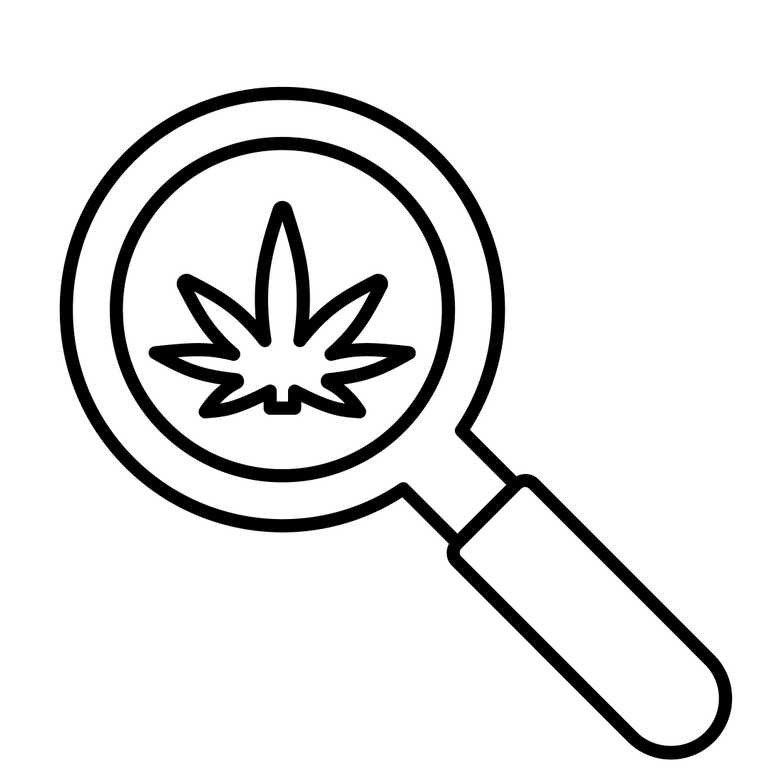 Medical Marijuana in Magnifying glass - Research icon